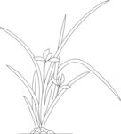 兰花线稿图 矢量图