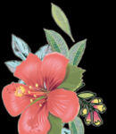 手绘扶桑花可改色 有牛仔底纹