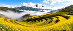 梯田油菜花