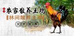 农家散养土鸡