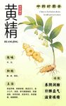 黄精中药材草本植物海报