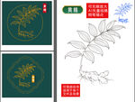 中药材黄精矢量图