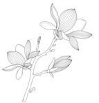 玉兰花枝线条画 矢量图