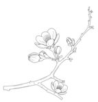 红梅 枝线描图 矢量图