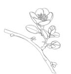 手绘线条勾勒的花卉枝干 矢量图