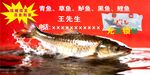 野生鲜活大鱼在线销售