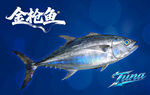 金枪鱼