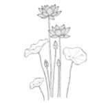 手绘荷花图 矢量图