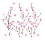 粉色桃花枝插画 矢量图