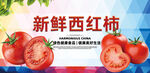 西红柿