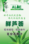 鲜芦荟补水海报