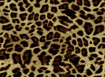 豹纹图案纹理特写