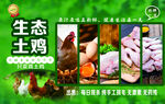 土鸡海报生态土鸡海报设计