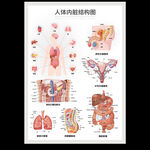 人体内脏结构图