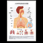 人体呼吸系统示意图