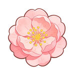 粉色手绘盛开的美丽花朵