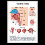喉部解剖示意图