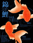锦鲤海报