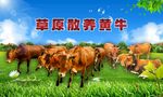 草原散养黄牛