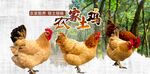农家散养土鸡