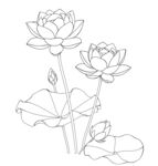 白描荷花图 矢量图