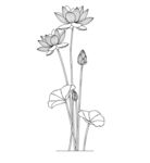 手绘荷花线条图 矢量图