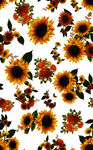 向日葵花卉图案背景图