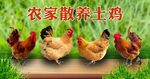 农家散养土鸡