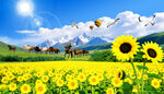 草原向日葵