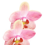 粉色蝴蝶兰特写