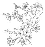 手绘樱花枝线条图 矢量图