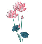 手绘粉色荷花插画 矢量图