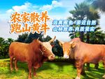 黄牛海报