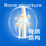 骨质结构展示图