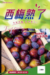 新鲜西梅海报
