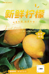 新鲜柠檬海报