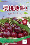 樱桃海报