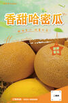 香甜哈密瓜海报