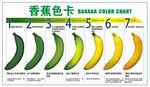 香蕉色卡