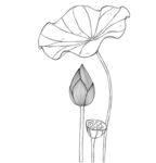 手绘荷花线条图 矢量图