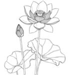 白描荷花图 矢量图