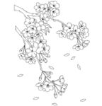 手绘樱花枝 花瓣飘落 矢量图