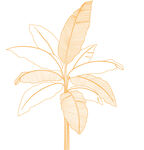 金色线条绘就的植物叶片 矢量图