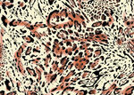 豹纹图案纹理背景图