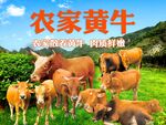 黄牛展板