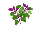 中药紫苏插画