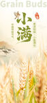 小满时节麦田景色