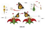 蝴蝶给花授粉的过程