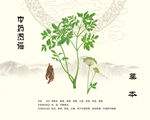 中药藁本图示