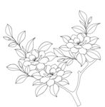 手绘线描栀子花花枝 矢量图
